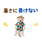 スコティッシュ子猫☆でか文字スタンプ（個別スタンプ：15）