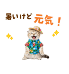 スコティッシュ子猫☆でか文字スタンプ（個別スタンプ：17）