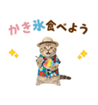 スコティッシュ子猫☆でか文字スタンプ（個別スタンプ：19）