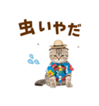スコティッシュ子猫☆でか文字スタンプ（個別スタンプ：28）