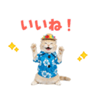 スコティッシュ子猫☆でか文字スタンプ（個別スタンプ：33）