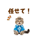 スコティッシュ子猫☆でか文字スタンプ（個別スタンプ：34）