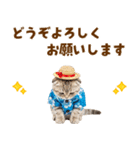 スコティッシュ子猫☆でか文字スタンプ（個別スタンプ：38）