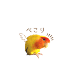 コザクラインコ♡日常使えるスタンプ♡（個別スタンプ：6）