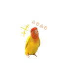 コザクラインコ♡日常使えるスタンプ♡（個別スタンプ：7）