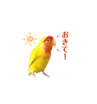 コザクラインコ♡日常使えるスタンプ♡（個別スタンプ：11）