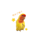 コザクラインコ♡日常使えるスタンプ♡（個別スタンプ：12）