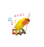 コザクラインコ♡日常使えるスタンプ♡（個別スタンプ：13）