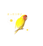 コザクラインコ♡日常使えるスタンプ♡（個別スタンプ：16）