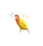 コザクラインコ♡日常使えるスタンプ♡（個別スタンプ：17）