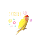 コザクラインコ♡日常使えるスタンプ♡（個別スタンプ：27）