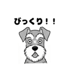 シュナウザーのあいさつスタンプ（個別スタンプ：3）