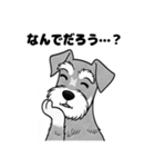 シュナウザーのあいさつスタンプ（個別スタンプ：4）