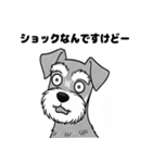 シュナウザーのあいさつスタンプ（個別スタンプ：5）