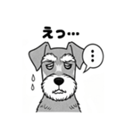 シュナウザーのあいさつスタンプ（個別スタンプ：8）