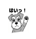 シュナウザーのあいさつスタンプ（個別スタンプ：9）