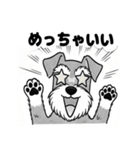 シュナウザーのあいさつスタンプ（個別スタンプ：10）