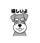 シュナウザーのあいさつスタンプ（個別スタンプ：11）