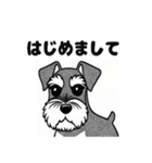 シュナウザーのあいさつスタンプ（個別スタンプ：12）