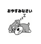 シュナウザーのあいさつスタンプ（個別スタンプ：13）