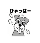 シュナウザーのあいさつスタンプ（個別スタンプ：15）