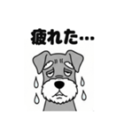 シュナウザーのあいさつスタンプ（個別スタンプ：16）