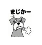 シュナウザーのあいさつスタンプ（個別スタンプ：17）
