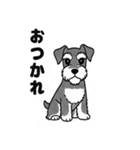 シュナウザーのあいさつスタンプ（個別スタンプ：21）