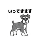 シュナウザーのあいさつスタンプ（個別スタンプ：22）