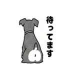 シュナウザーのあいさつスタンプ（個別スタンプ：24）
