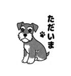 シュナウザーのあいさつスタンプ（個別スタンプ：25）