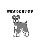 シュナウザーのあいさつスタンプ（個別スタンプ：27）