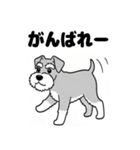 シュナウザーのあいさつスタンプ（個別スタンプ：29）