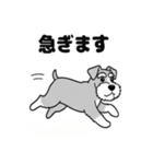 シュナウザーのあいさつスタンプ（個別スタンプ：30）