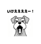 シュナウザーのあいさつスタンプ（個別スタンプ：31）