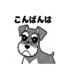 シュナウザーのあいさつスタンプ（個別スタンプ：34）