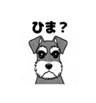 シュナウザーのあいさつスタンプ（個別スタンプ：39）
