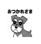 シュナウザーのあいさつスタンプ（個別スタンプ：40）