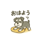 かわいいミニチュアシュナウザースタンプ（個別スタンプ：1）