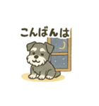 かわいいミニチュアシュナウザースタンプ（個別スタンプ：3）