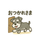 かわいいミニチュアシュナウザースタンプ（個別スタンプ：5）