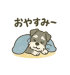 かわいいミニチュアシュナウザースタンプ（個別スタンプ：6）