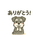 かわいいミニチュアシュナウザースタンプ（個別スタンプ：7）