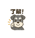 かわいいミニチュアシュナウザースタンプ（個別スタンプ：10）