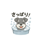 かわいいミニチュアシュナウザースタンプ（個別スタンプ：37）