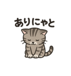 脱力アメショのゆるっと毎日（個別スタンプ：1）