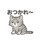 脱力アメショのゆるっと毎日（個別スタンプ：11）