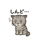 脱力アメショのゆるっと毎日（個別スタンプ：14）