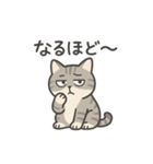 脱力アメショのゆるっと毎日（個別スタンプ：26）