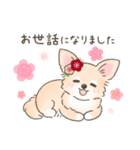 【年末年始】チワワちゃん年賀スタンプ再販（個別スタンプ：8）